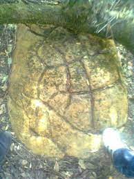 سلحفاة بدون ذيل بدون ارجل بدون رأس turtle outdoor blanket outdoor