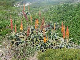 Image result for Asphodelaceae