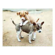 Adorable Puppies Playing On Beach Postcard Zazzle Com Cute Puppies Puppy Play Puppies