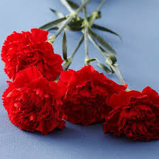 Red Carnations Pictures Photos And Images For Facebook Tumblr Anniversary Flowers Romantic Flowers Flower Meanings