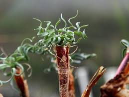 Image result for Gethyllis