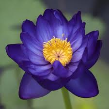 Image result for Nymphaea