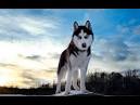 The 20 Worst Dog Breeds For Shedding - Puppy Toob