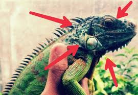 Dengan kandang lovebird murah kapasitas besar kamu dapat menempatkan banyak lovebird dalam satu kandang, hemat bukan.maka sebelum. 12 Jenis Penyakit Iguana Dan Cara Mengatasinya Hobinatang