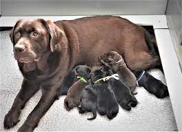 They are also akc gradually, more topics like charcoal silver lab and silver labs for sale in new mexico will be mostly, people search labrador puppies for sale near me but such topics are covered in a tool based page. Ashland Labrador Retrievers Keeping The Breed Pure No Dilutes How To Find A Quality Breeder