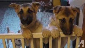 Free dog classifieds pawbe is here to help you find the perfect puppy for you and your family breeders and puppy owners can list their cute puppies here. German Shepherd Puppies For Sale In Fargo North Dakota Classified Americanlisted Com