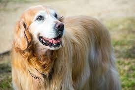 Check spelling or type a new query. Are Golden Retrievers Good Guard Dogs 6 Reasons Why