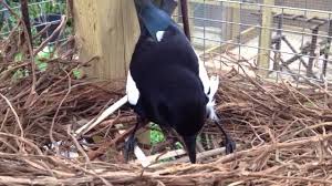 The australian magpie prefers open areas such as grassland, fields and residential areas such as parks, gardens, golf courses, and streets, with scattered trees or forest nearby. Sophie The Magpie Building Her Nest Youtube