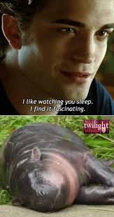 How I'm going to binge the 24/7 Moo Deng streaming channel! (Also how I  wished zoo visitors felt about seeing Moo Deng sleep rather than throwing  water and objects at her to