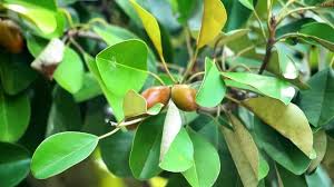 Image result for Manilkara obovata