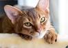 The Top 10 Smartest Cat Breeds In The World - CatTime