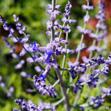 Image result for Perovskia atriplicifolia 'blue spire'