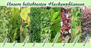 Welche hecken und pflanzen sind von dem verbot betroffen? Hecken Direkt De Der Spezialist Fur Heckenpflanzen Vieles Mehr