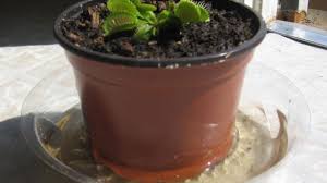 20 reviews add your review. Venus Flytrap Watering Flytrapcare Com