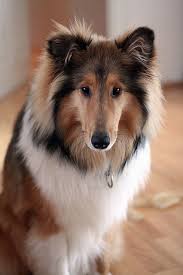 Collie Panosundaki Pin