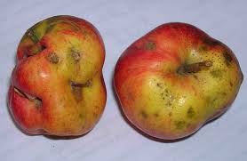 Spray gun sprinkler fruit tree pesticide irrigation sprayer agricultural garden. Spraying Cooperative Extension Tree Fruits University Of Maine Cooperative Extension