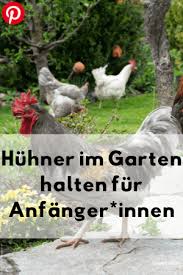 Dann macht es den kindern auch spaß aufgaben in der pflege zu übernehmen, die hühner mal durch den garten zu treiben und natürlich zu füttern (vielleicht sogar aus der hand). Huhner So Haltest Du Huhner In Deinem Garten Lowenzahn