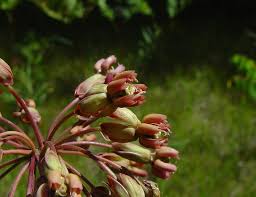 Image result for Gynura amplexicaulis