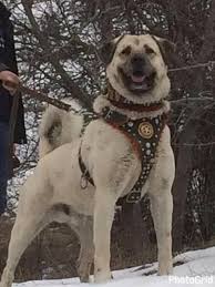 Kangal Dog In 2020 Kangal Dog Dog Kennel Outdoor Dog Beds For Small Dogs