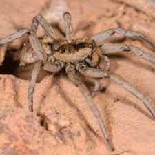 Spiders In Utah Species Pictures
