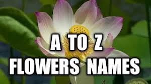 We did not find results for: A To Z Names Of All Flower All Over The World Study For Kids And Adults Flowers Names Youtube