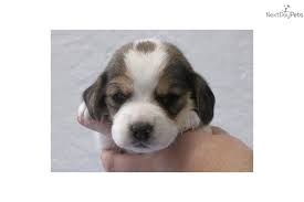 Find beagle puppies in canada | visit kijiji classifieds to buy, sell, or trade almost anything! Puppies For Sale From Woodland Beagles Member Since October 2010