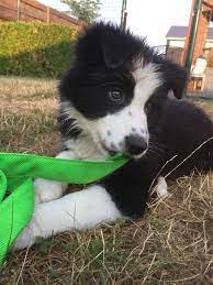 Pin By Sami Ochoa On Border Collies Collie Puppies Herding Dogs Clever Dog