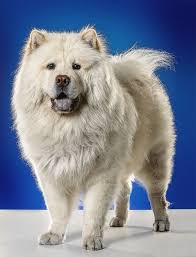 Curro Chow Chow Chow Chow Dogs Chow Chow Dog Puppy Chow Chow