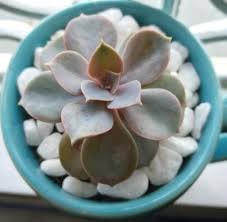 12 reais con 90 centavos r$ 12, 90. Rosa De Pedra Echeveria Ou Roseta Como Cuidar Fazer Muda De Folhas