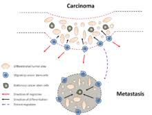 Background and aim the study of cd44/cd24 and aldh1 expression is the most accurate method to identify cancer stem cells (csc) from breast cancer populations. Cancer Stem Cell Wikipedia