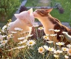 Pink Grunge I Blue Kartinka V We Heart It In 2020 Cat Aesthetic Cute Animals Cats