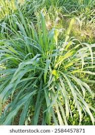 Image result for Setaria sphacelata
