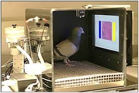 Other rodents, including rabbits, also have a fairly high risk of developing mammary cancers, although the way that. Pigeons Columba Livia As Trainable Observers Of Pathology And Radiology Breast Cancer Images