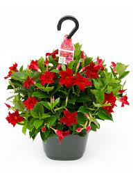 Rio Dipladenia Tropicals Image Gallery Container Flowers Container Gardening Flowers Hanging Flower Baskets