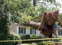 Maybe you would like to learn more about one of these? Emergency Tree Removal Storm Damage Kitchener