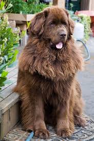 Big Black Brown White Dog The Other Friends Top 5 Largest Dog Breeds Brown Newfoundland Dog Dog Breeds Large Dog Breeds