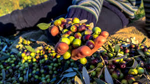 Image result for Pres Olive 1990 US Government