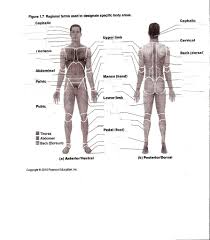 Human Anatomy Labeling Worksheets Anatomy Worksheets For College Students Cusa32bit Human Anatomy Systems Human Anatomy Anatomy And Physiology