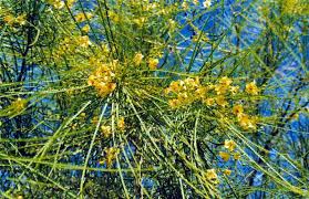 Image result for Parkinsonia africana