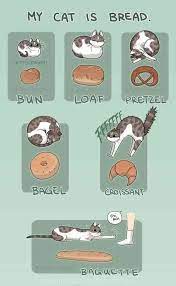 I've noticed many people calling the typical cat pose a 'loaf' and i wondered if bread was a theme i could apply to my funny drawings, mikiko told bored panda. Trenduso No Twitter What Cat S Can Be Like Trenduso Https T Co 6k0kkyiwmy Cat Cats Bread Breads Loaf Comic Comics Drawing Drawings Cute Cutest Funny Hilarious Humor Humour Humorous Meme Memes Memesdaily Https T Co Dd7zc0mdgo