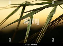 Image result for Hyperthelia dissoluta