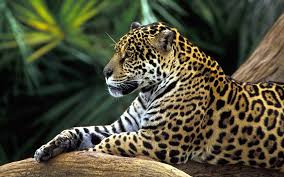 Prior to joining the jaguars, parekh worked in the new york office of proskauer, an international law firm renowned for its sports law group. Jaguar Habitat Going Fast Sacred Seedlings