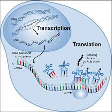 This Is A Great Image Of Transcription And Translation Of Dna Into Eventual Polypeptides Biology Lessons Teaching Biology Science Biology
