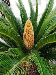 Sago palms are not difficult to grow and maintain, but they do require some specific growing conditions. Sago Palm Toxicity Jupiter Pet Emergency And Specialty Centerjupiter Pet Emergency And Specialty Center