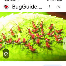 Profile for Larry's Deer Park Hibiscus