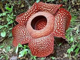 Tak hanya karena berukuran besar, ciri khas rafflesia arnoldii adalah baunya yang busuk yang membuat orang terkecoh mengenalinya sebagai bunga. Kecantikan Alam Sumatera Berhias Bunga Raksasa Rafflesia Arnoldi Sumut Indozone Id