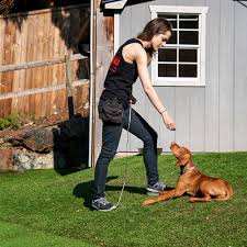 › dog board training near me. Dog Board And Train Dog School Bowen Island Dog Ranch