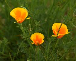 Download orange yellow images and photos. What Is The Name Of This Plant Orange Yellow Flower Gardening Landscaping Stack Exchange