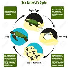 Sea Turtle Life Cycle Diagram With All Stages Including Laying