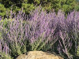 Image result for perovskia atriplicifolia 'little spire'